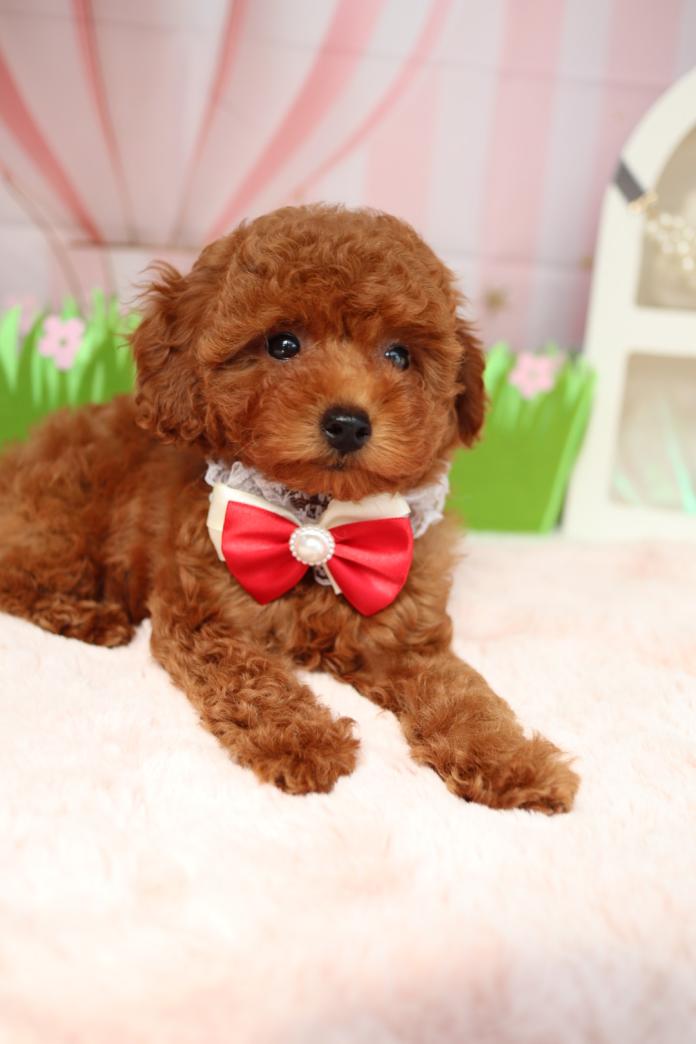 トイプードル(1225)の子犬情報