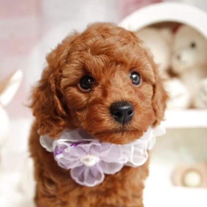 トイプードル(奈良県・男の子・2026/01/19・レッド)の子犬情報! | 大東 裕美ブリーダー(1226)