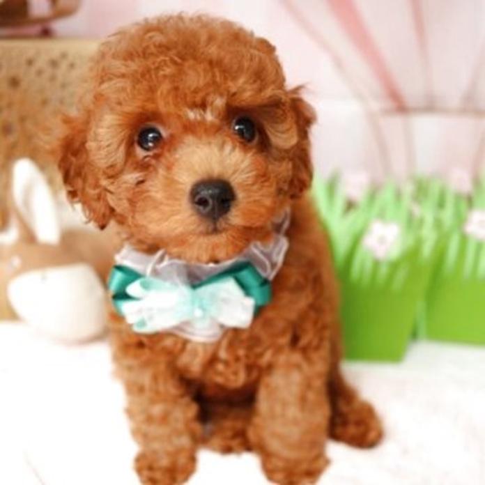 トイプードル(1308)の子犬情報