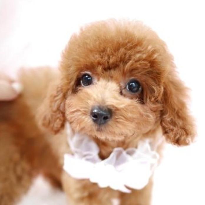 トイプードル(1618)の子犬情報