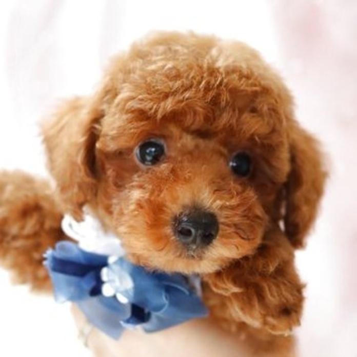 トイプードル(1795)の子犬情報