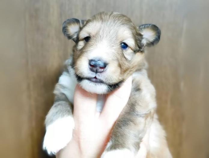 犬のプロフィール画像