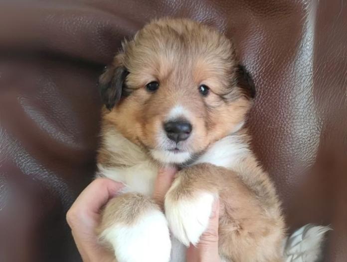 犬のプロフィール画像