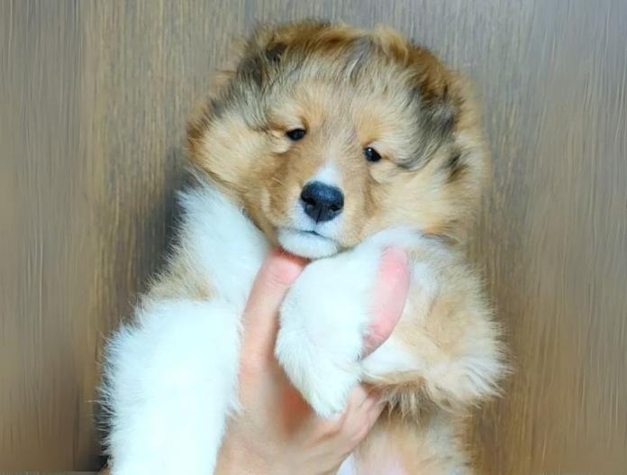 犬のプロフィール画像