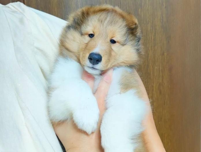犬のプロフィール画像
