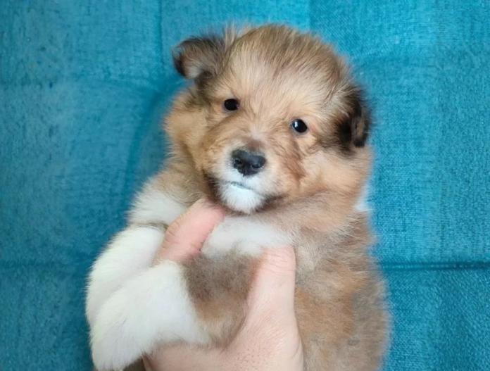 シェットランドシープドッグ(千葉県・男の子・2025/10/23・セーブル&ホワイト)の子犬情報! | 齋藤 将ブリーダー(842)