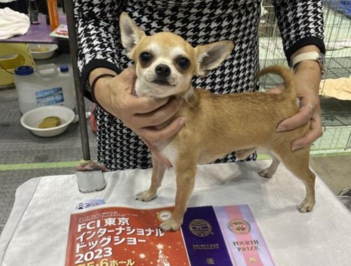 犬のプロフィール画像
