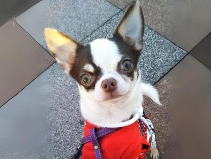 犬のプロフィール画像