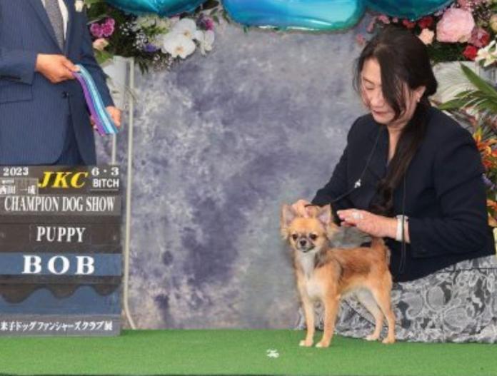 親犬のプロフィール画像