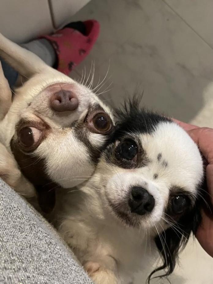 犬のプロフィール画像