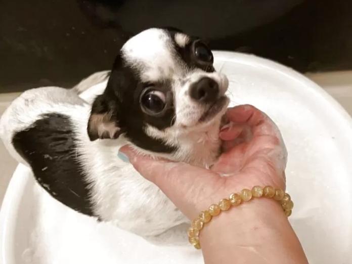 チワワ(スムース)(山口県・女の子・2024/12/19・ホワイト&ブラック)の子犬情報! | 岡田 朋美ブリーダー(1284)