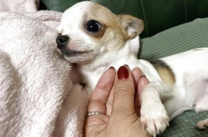 チワワ(スムース)(1518)の子犬情報