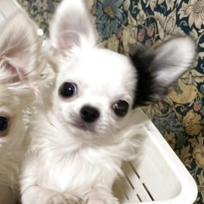 チワワ(ロング)(1539)の子犬情報