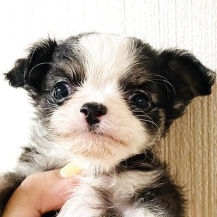 チワワ(ロング)(1796)の子犬情報
