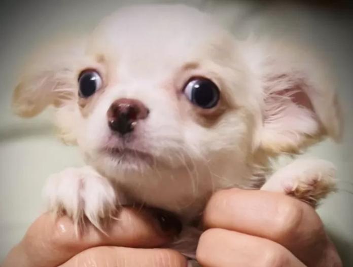 犬のプロフィール画像