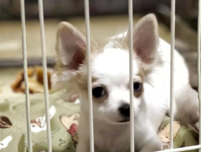 犬のプロフィール画像