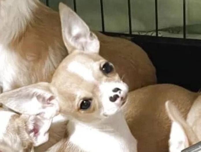 チワワ(スムース)(山口県・男の子・2025/07/12・フォーン)の子犬情報! | 岡田 朋美ブリーダー(720)