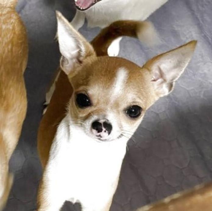 チワワ(スムース)(720)の子犬情報