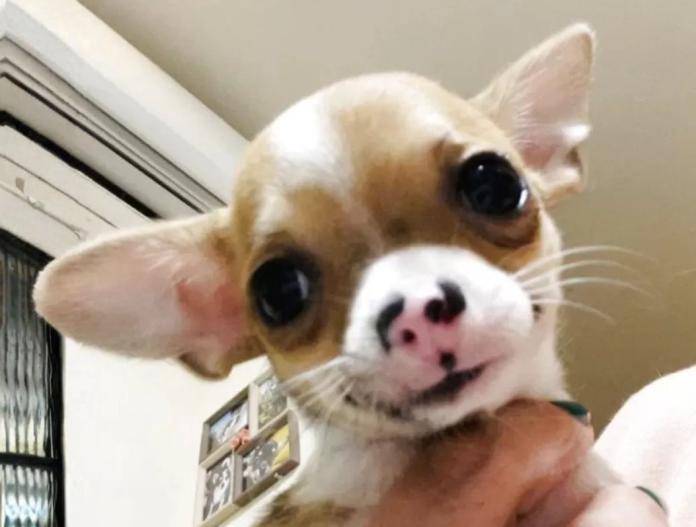 チワワ(スムース)(山口県・男の子・2025/07/12・フォーン)の子犬情報! | 岡田 朋美ブリーダー(720)