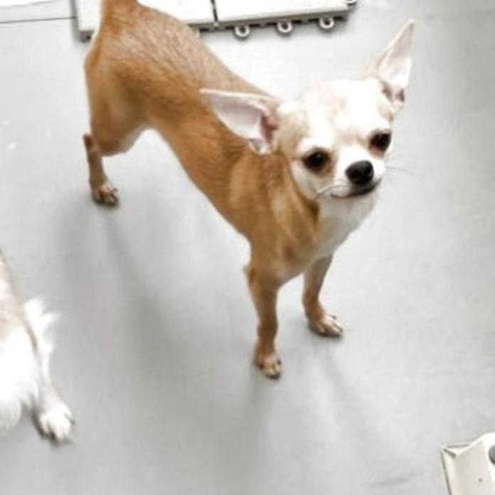 チワワ(スムース)(825)の子犬情報