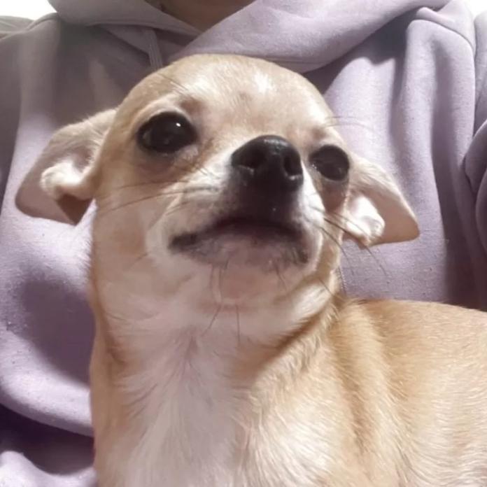 チワワ(スムース)(山口県・男の子・2025/07/12・レッド)の子犬情報! | 岡田 朋美ブリーダー(825)