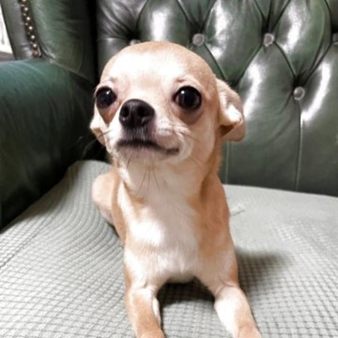 チワワ(スムース)(山口県・男の子・2025/07/12・レッド)の子犬情報! | 岡田 朋美ブリーダー(825)