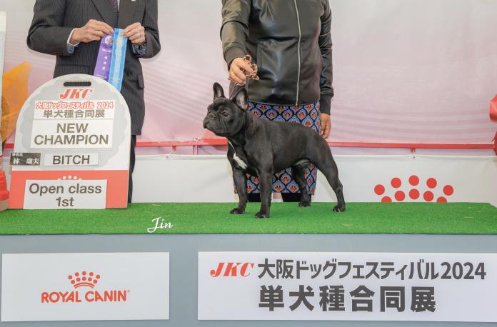 犬のプロフィール画像