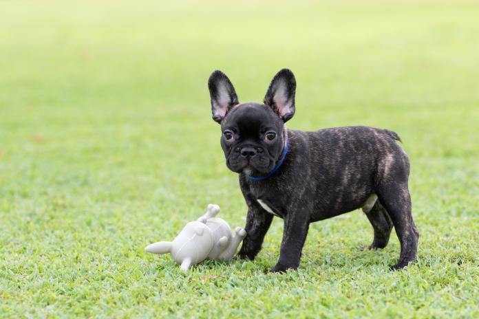 犬のプロフィール画像