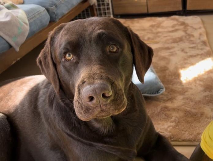 犬のプロフィール画像