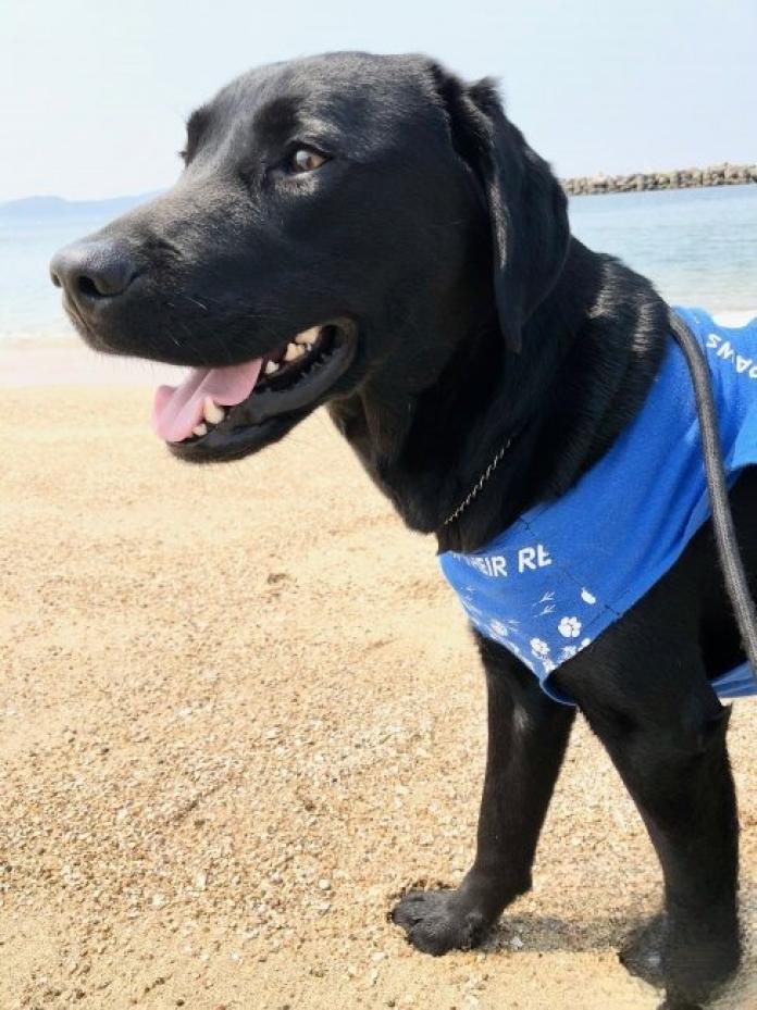 犬のプロフィール画像