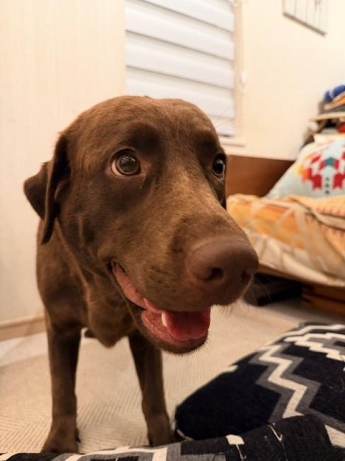 犬のプロフィール画像