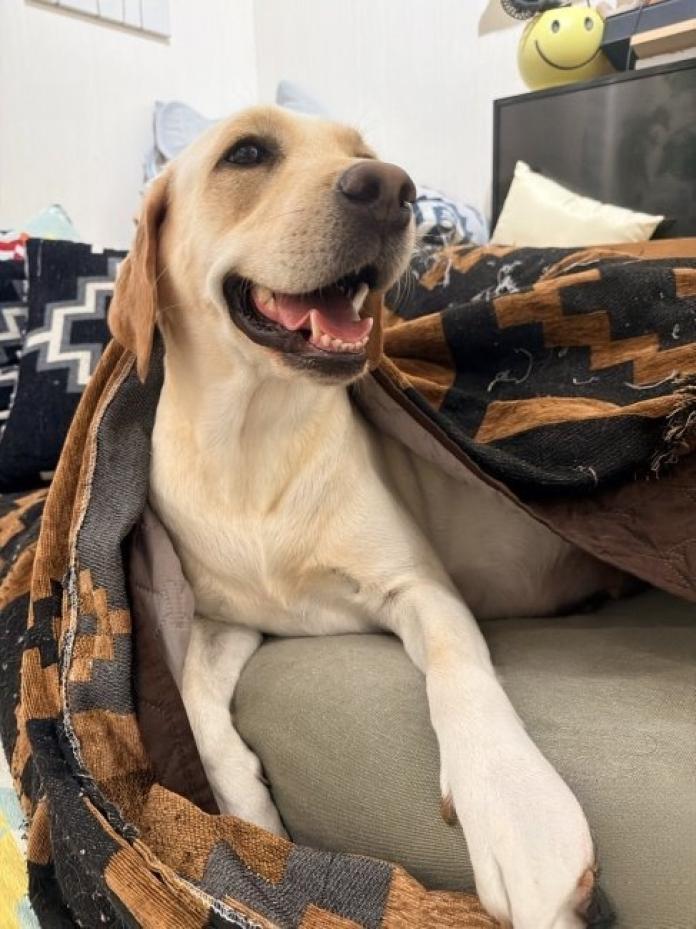 犬のプロフィール画像