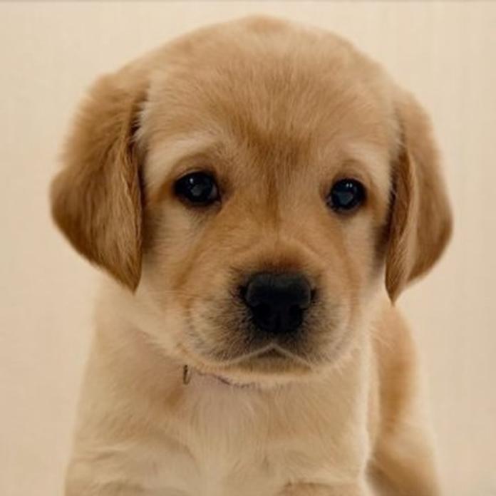 ラブラドールレトリバー(大阪府・男の子・2026/09/05・イエロー)の子犬情報! | 吉田 沙也可ブリーダー(1997)