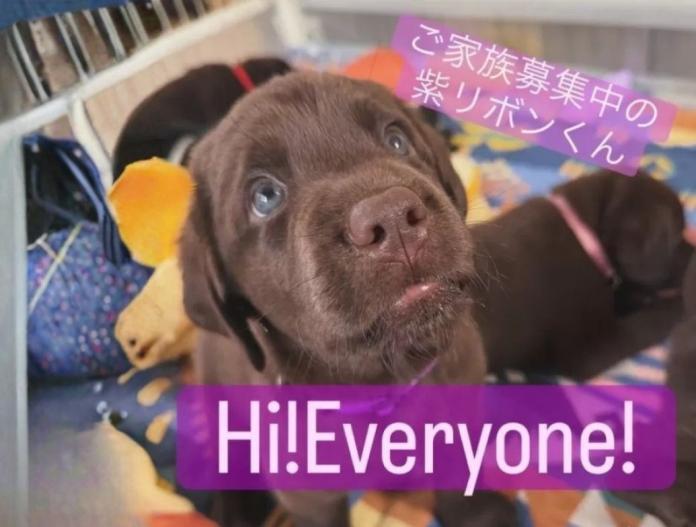 犬のプロフィール画像