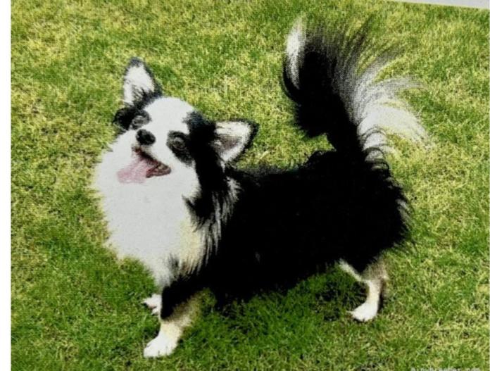 犬のプロフィール画像
