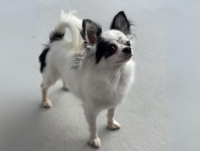 犬のプロフィール画像