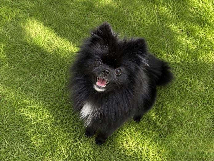 犬のプロフィール画像