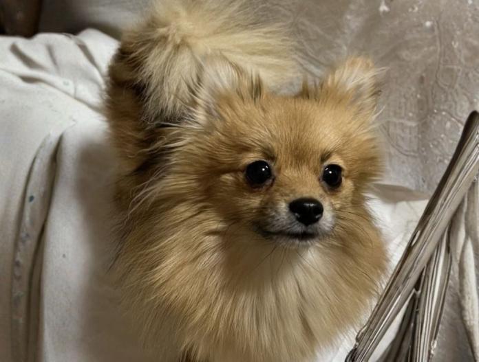 犬のプロフィール画像