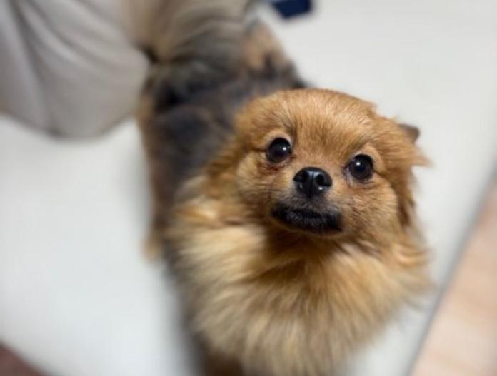 犬のプロフィール画像