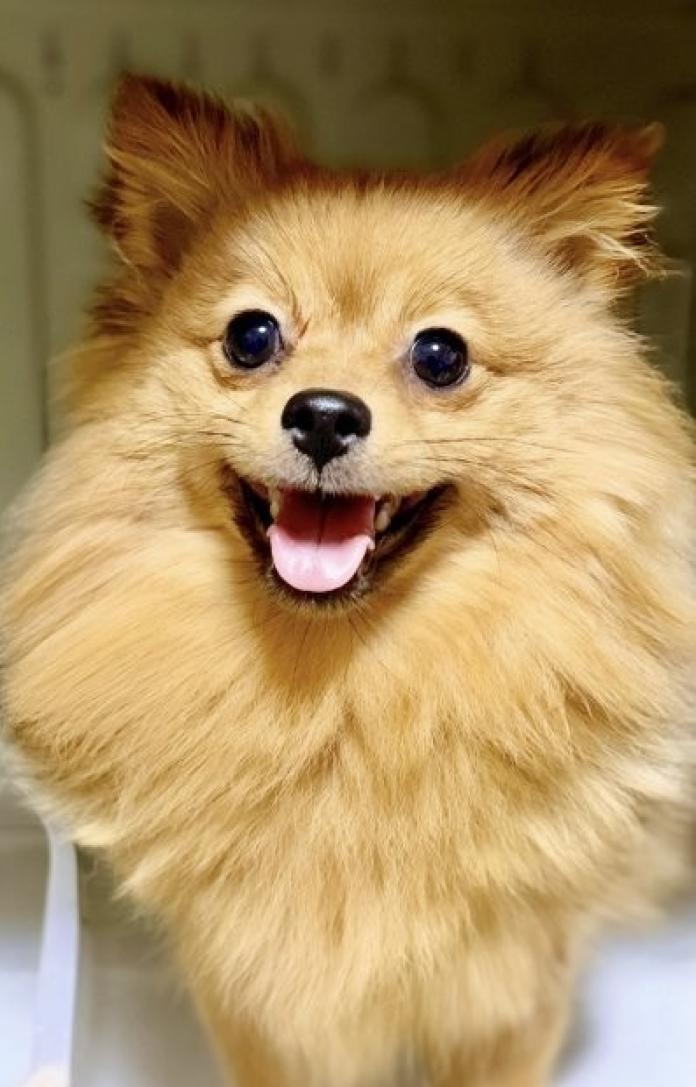 犬のプロフィール画像