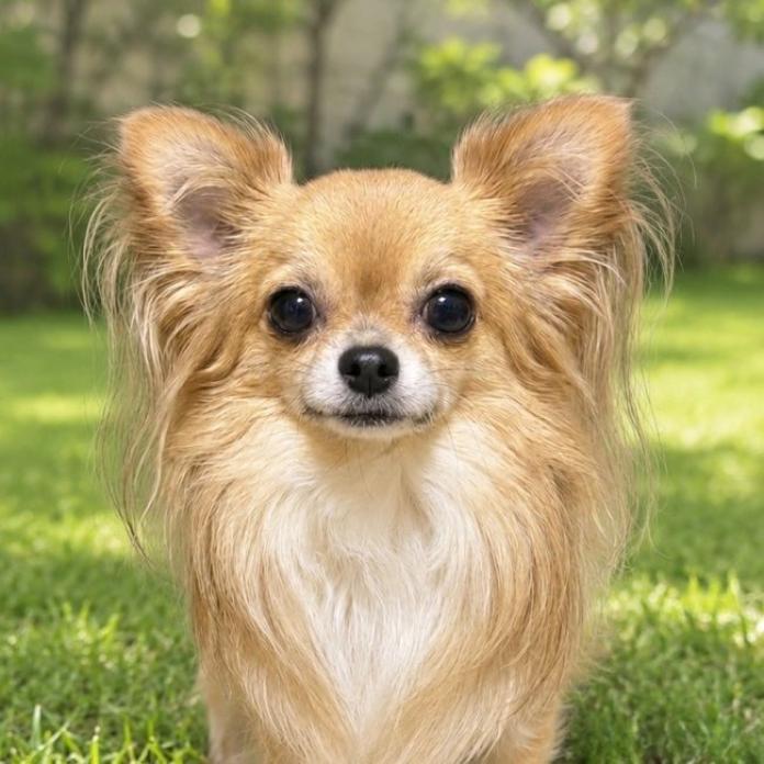 犬のプロフィール画像