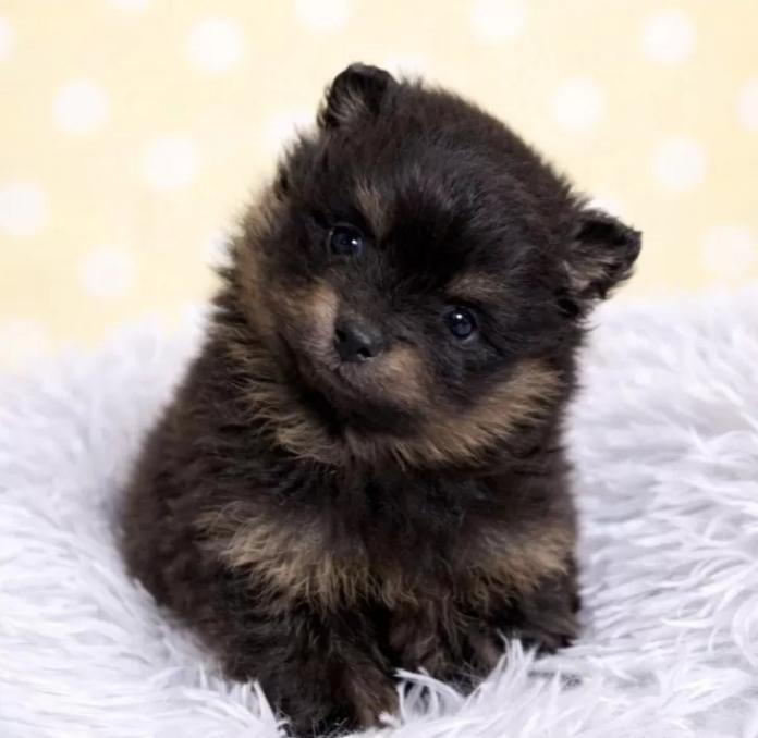 ポメラニアン(滋賀県・女の子・2025/12/17・ブラックタン)の子犬情報! | 中島 なづなブリーダー(1051)