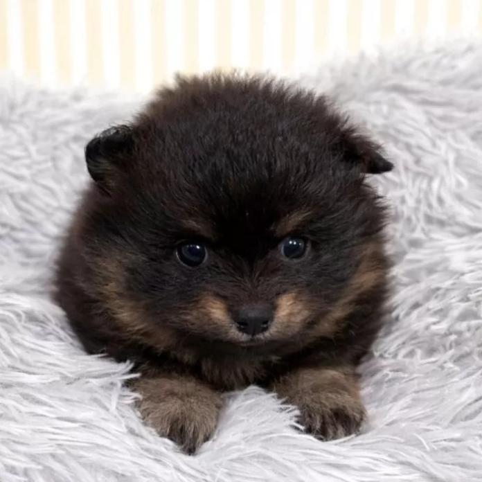ポメラニアン(滋賀県・女の子・2025/12/17・ブラックタン)の子犬情報! | 中島 なづなブリーダー(1051)