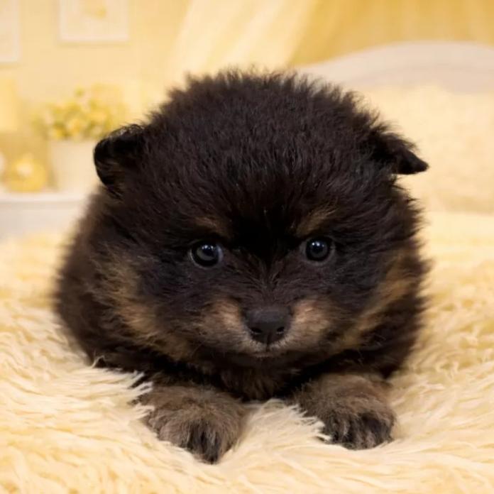 ポメラニアン(滋賀県・女の子・2025/12/17・ブラックタン)の子犬情報! | 中島 なづなブリーダー(1051)