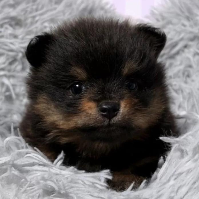 ポメラニアン(滋賀県・女の子・2025/12/17・ブラックタン)の子犬情報! | 中島 なづなブリーダー(1077)