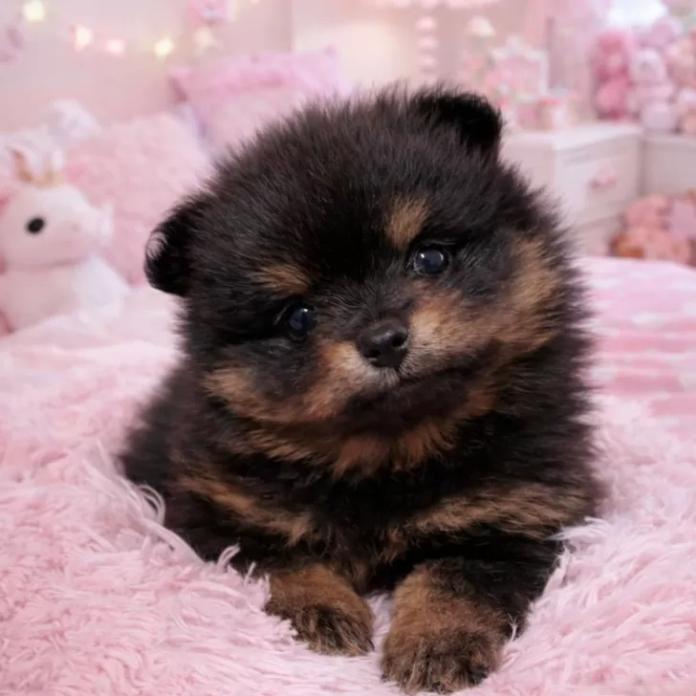 ポメラニアン(滋賀県・女の子・2025/12/17・ブラックタン)の子犬情報! | 中島 なづなブリーダー(1077)
