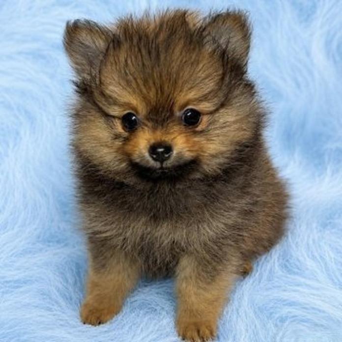 ポメラニアン(1686)の子犬情報