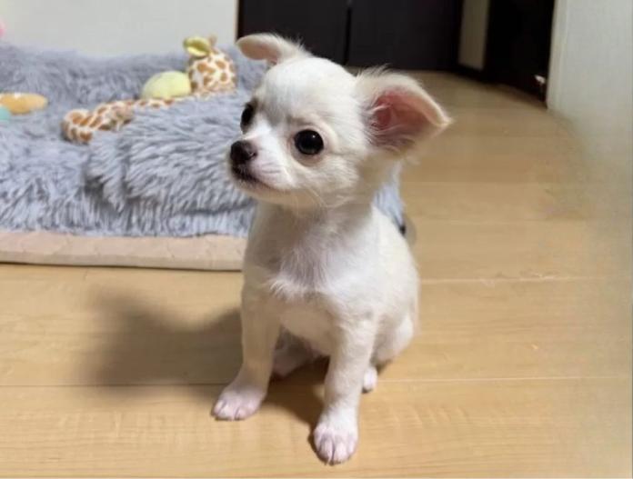 犬のプロフィール画像