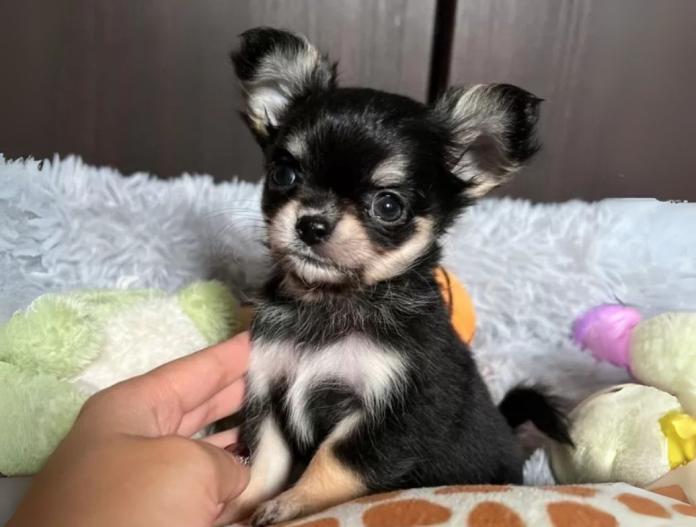 犬のプロフィール画像