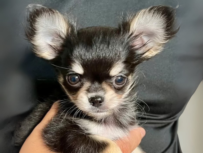 犬のプロフィール画像